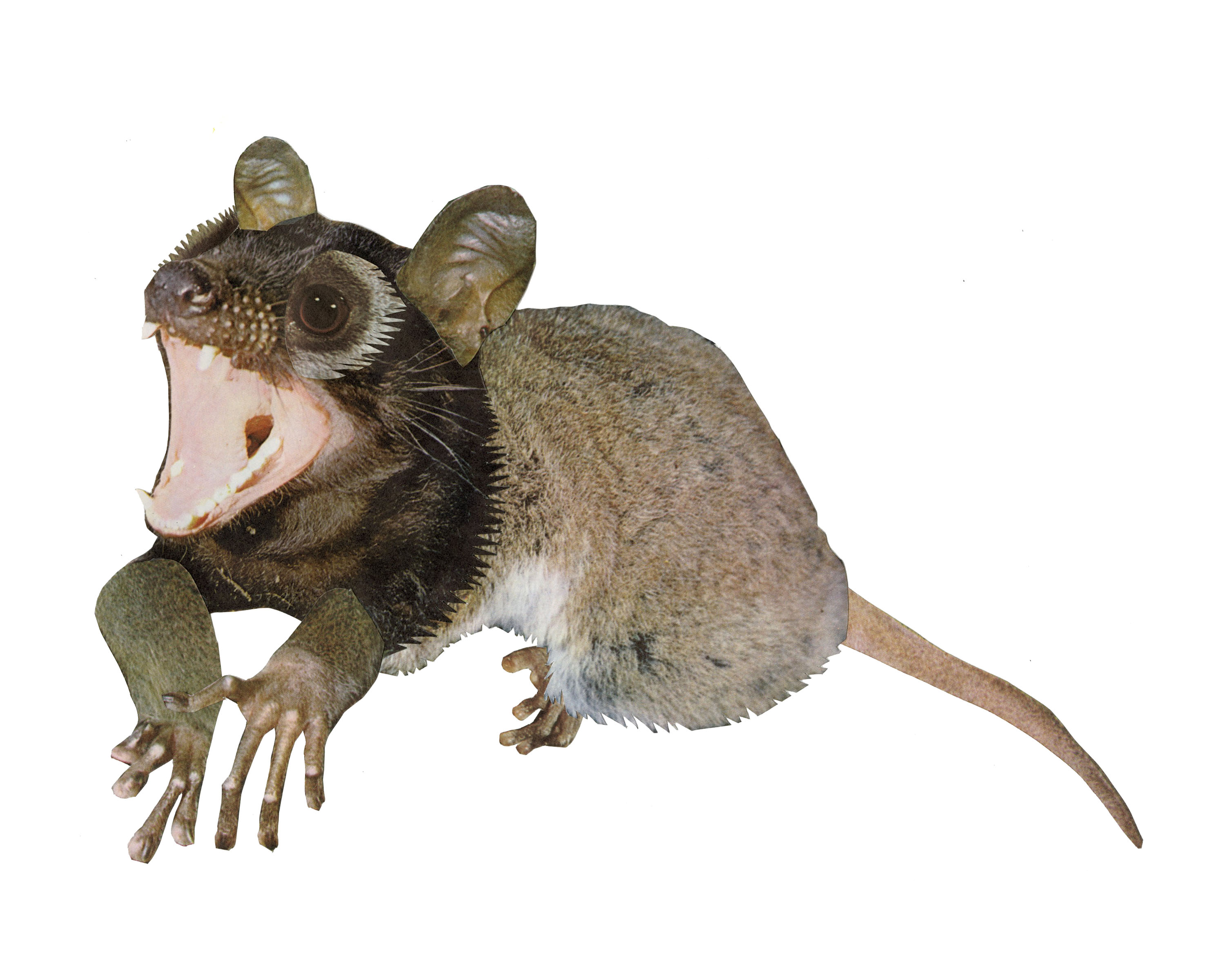 Meonzoic Possum